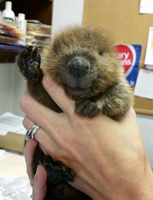 Hi! I'm a baby beaver