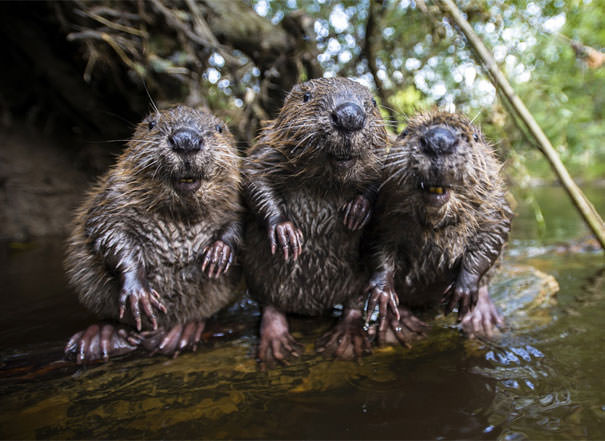 Three beavers chilling by the water