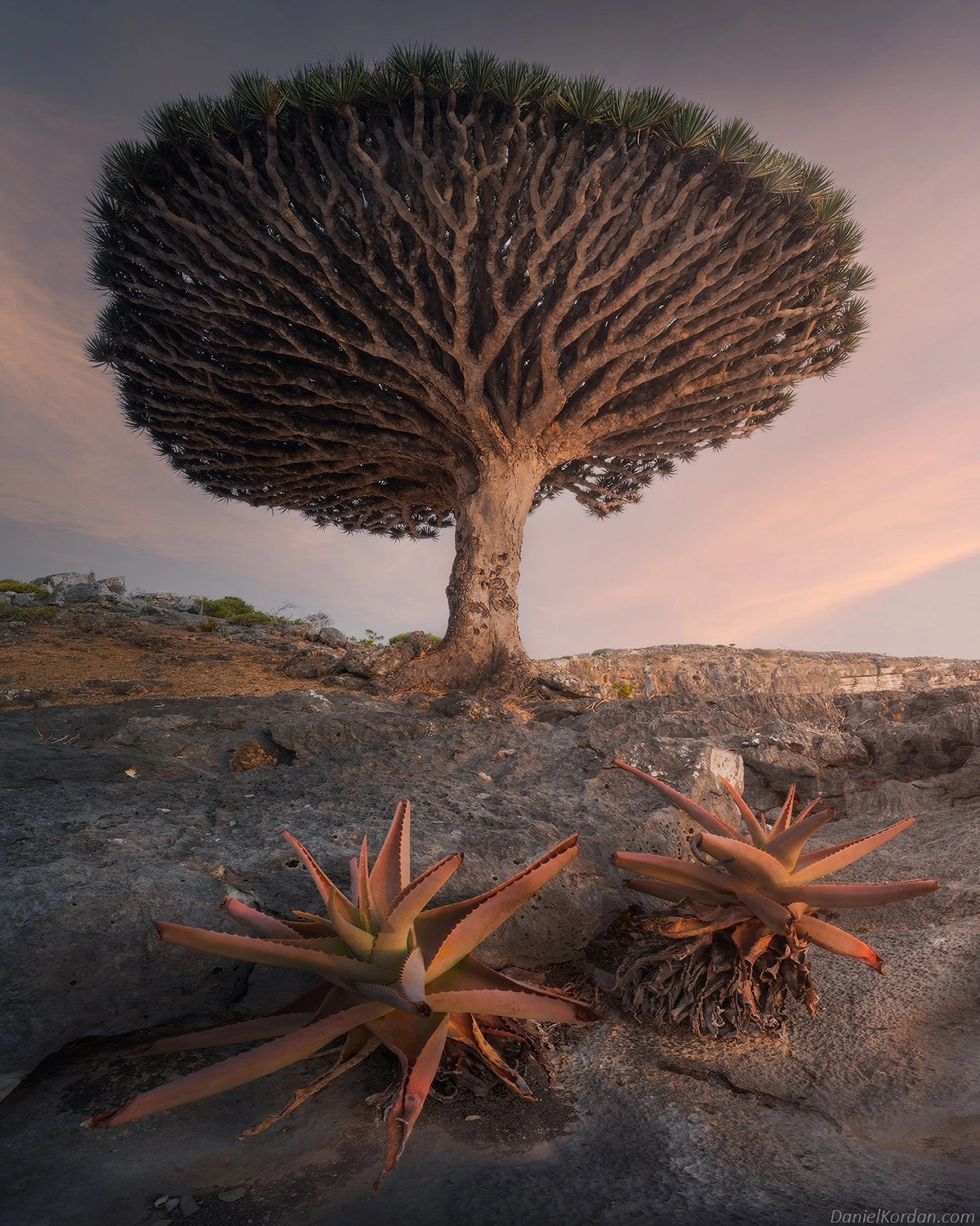 The Majestic Beauty of Dragon's Blood Tree of Socotra through the lens of Daniel Kordan