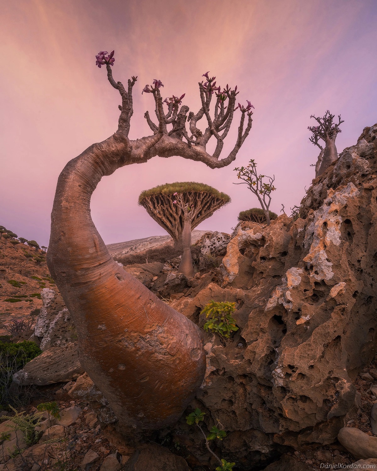 The Majestic Beauty of Dragon's Blood Tree of Socotra through the lens of Daniel Kordan