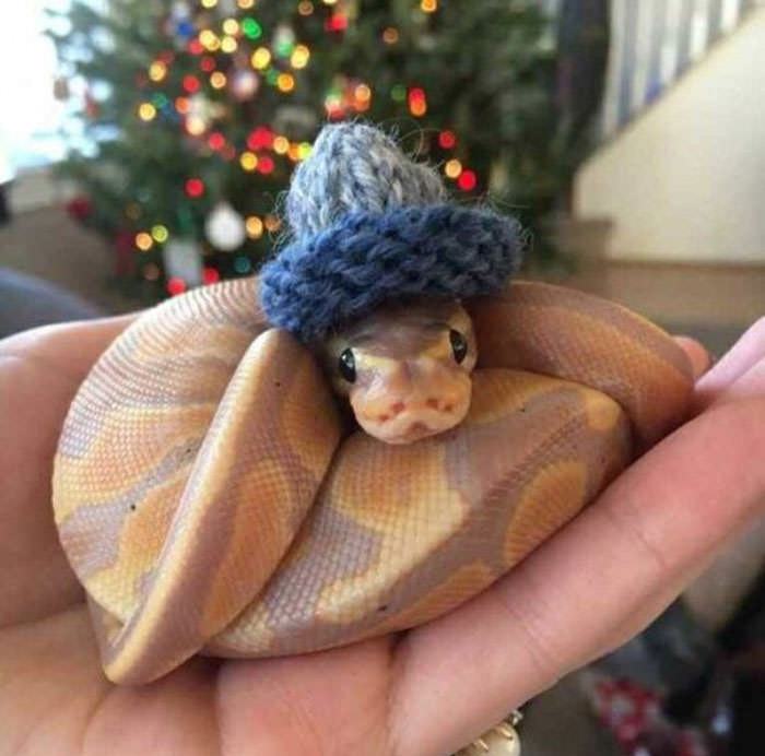 Adorable Photos of Snakes wearing Hats that Will Make your Day