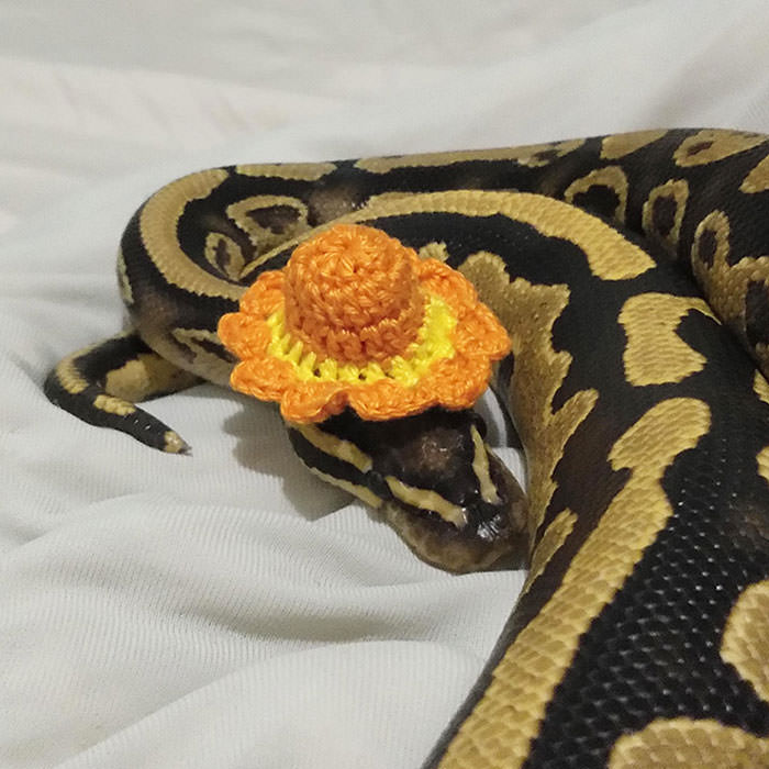 Snek can be rooster too