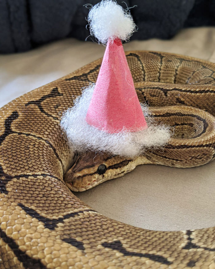 Adorable Photos of Snakes wearing Hats that Will Make your Day