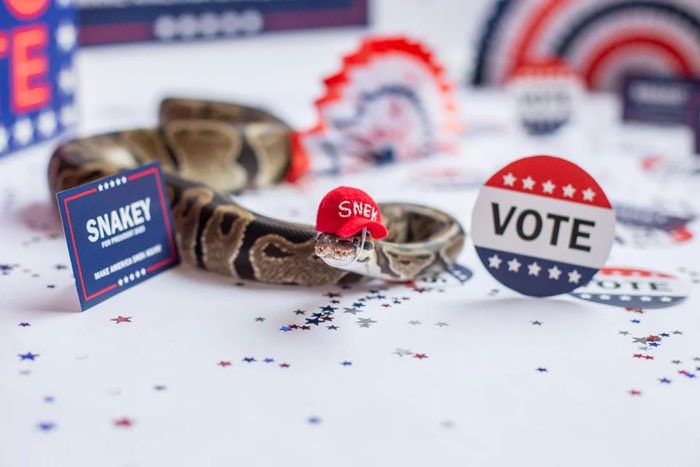Make america snake again!