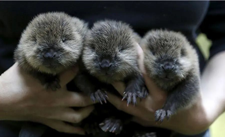 Baby Beavers