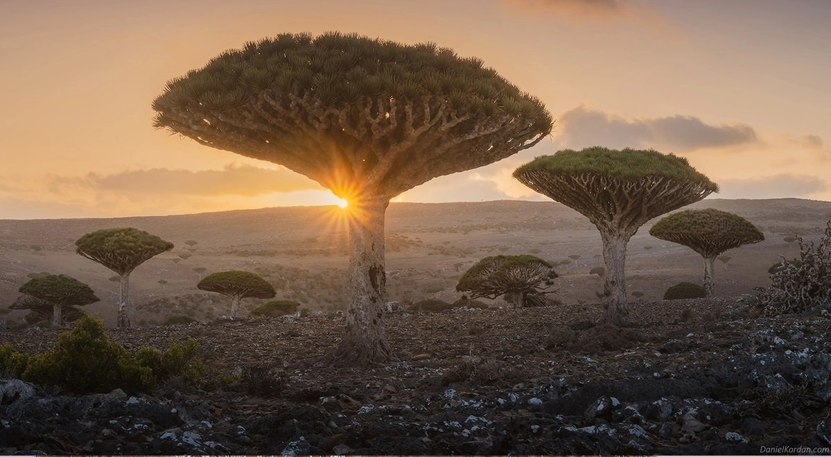 Dragon Blood tree