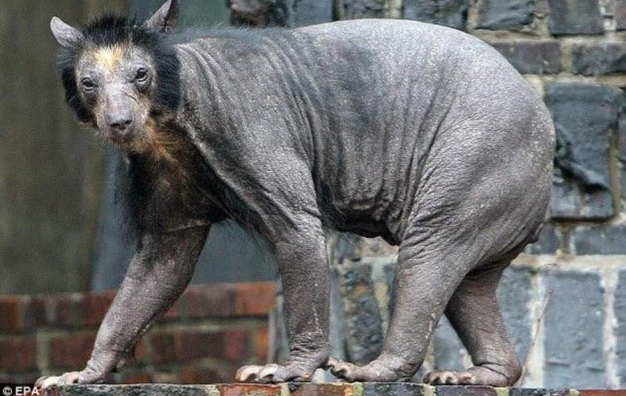 Hairless bear