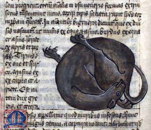 Medieval cat or the ouroboros? 'tis the catouroboros