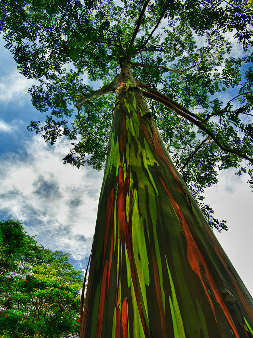 Rainbow Eucalyptus in Kauai, Hawaii