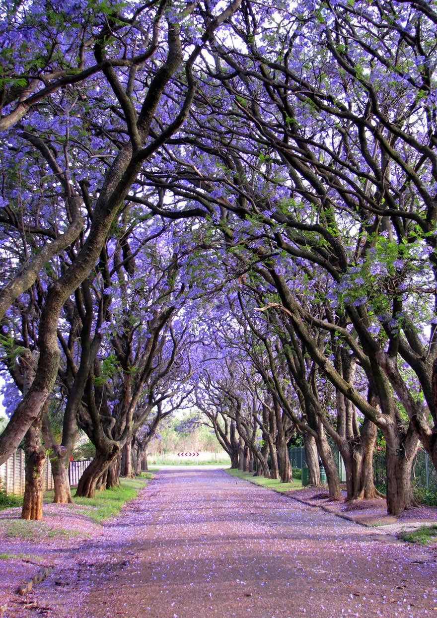 Jacarandas in Cullinan, South Africa
