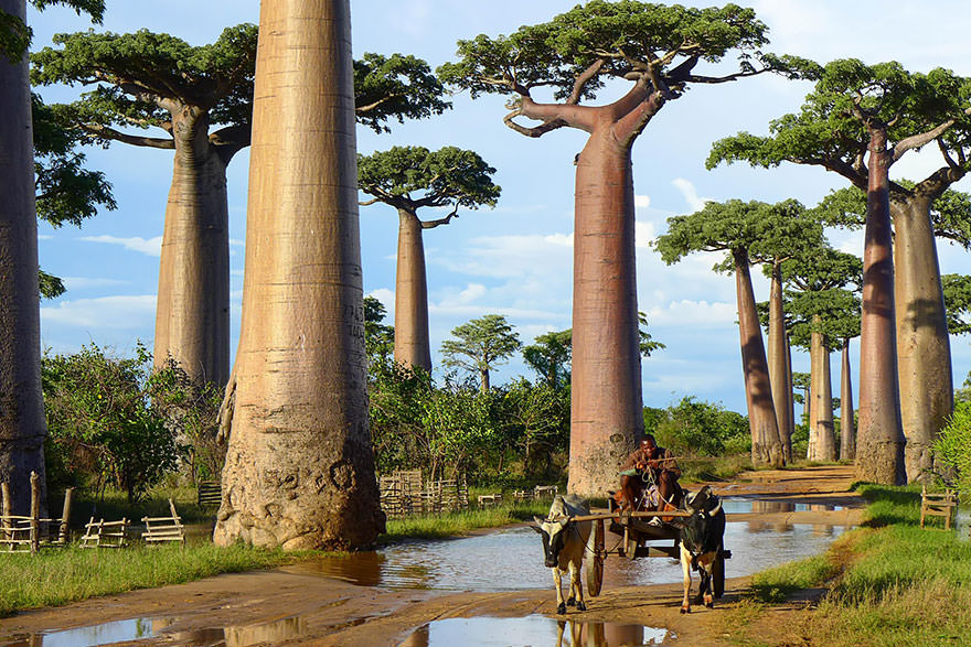 Baobab Trees in Madagascar