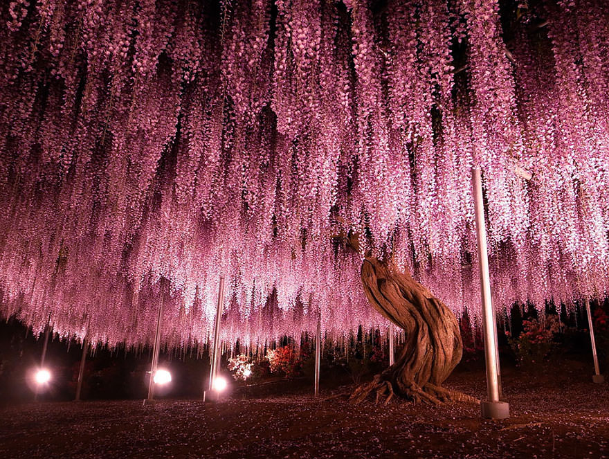 The Most Beautiful Trees in the World that will take Your Breath Away