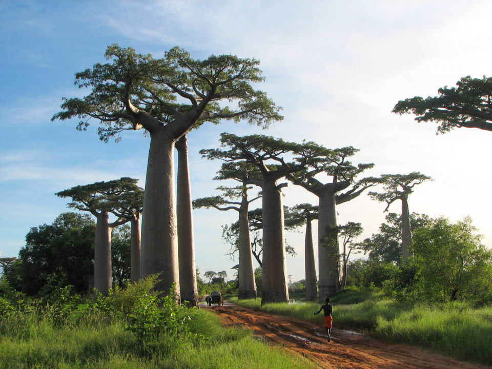 Baobab Trees