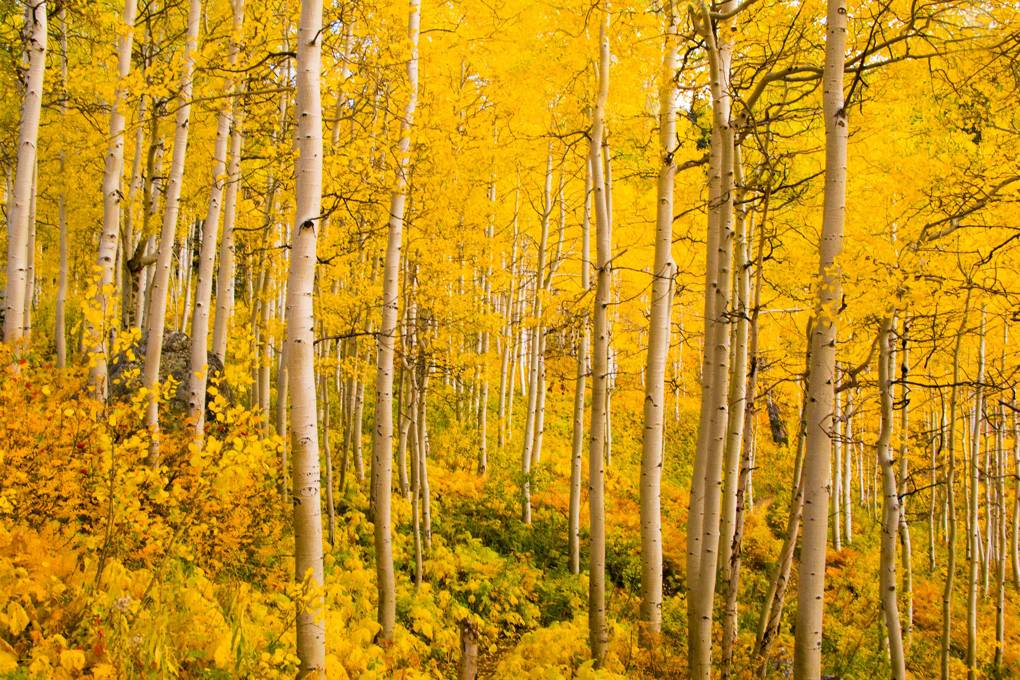 The Most Beautiful Trees in the World that will take Your Breath Away