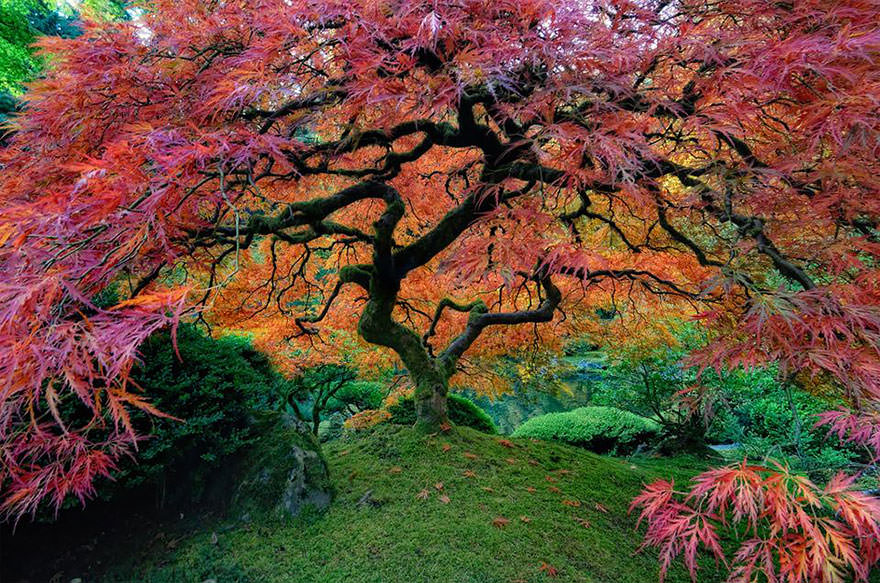 Beautiful Japanese Maple in Portland, Oregon