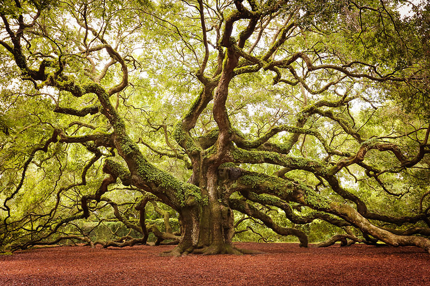 Angel Oak in John’s Island in South Carolina
