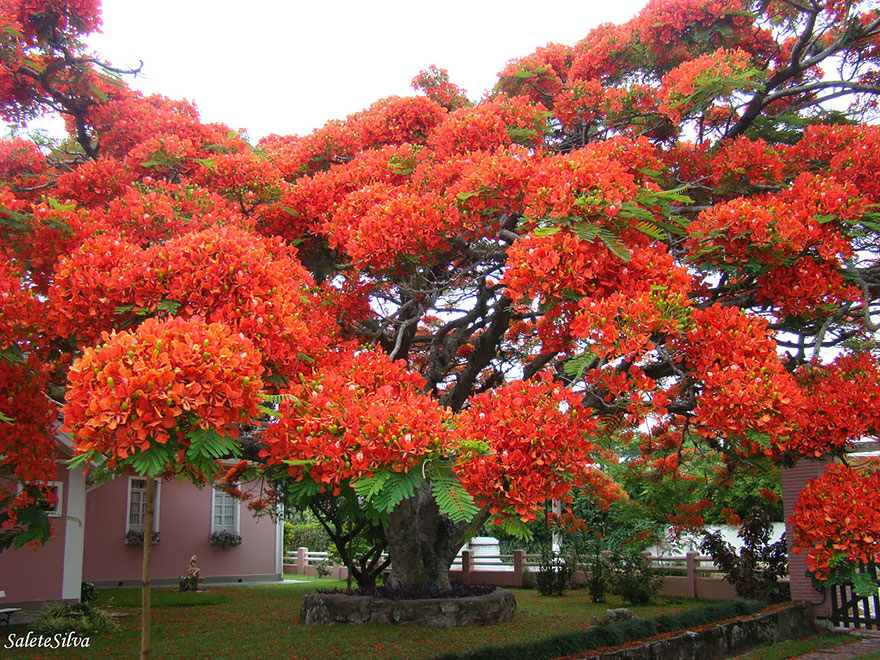 Flamboyant Tree, Brazil