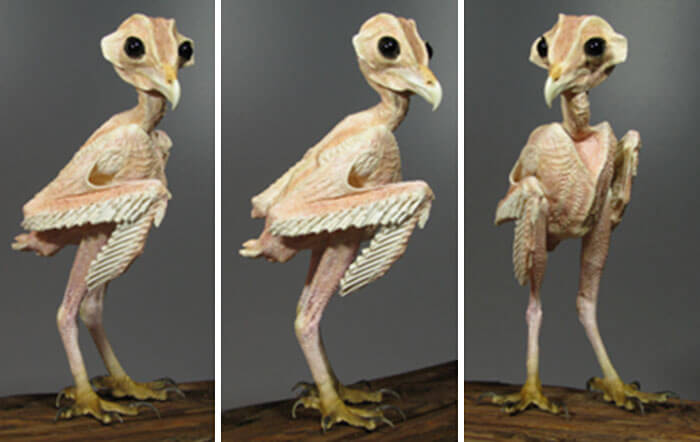 Owl Without Feathers: What Do the Fluffy Birds Look Like Without Feathers?