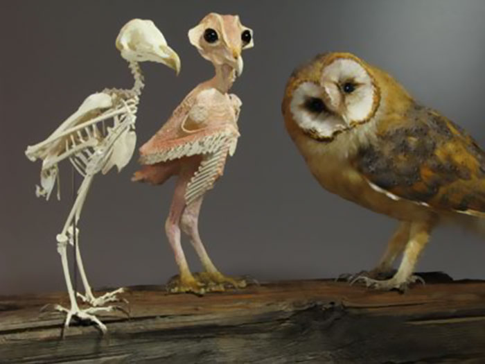 Owl Without Feathers: What Do the Fluffy Birds Look Like Without Feathers?