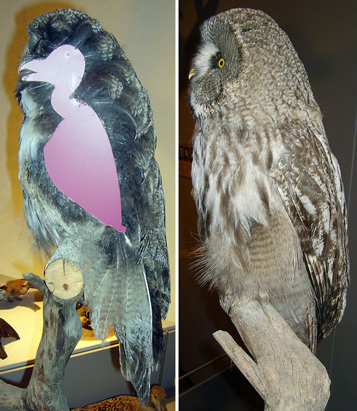 Owl Without Feathers: What Do the Fluffy Birds Look Like Without Feathers?