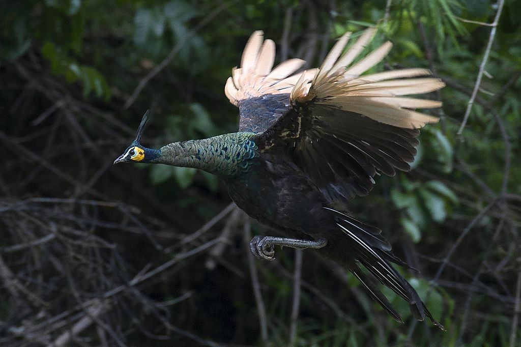Peacock flying in the Hlawga National Park, in Mingaladon.