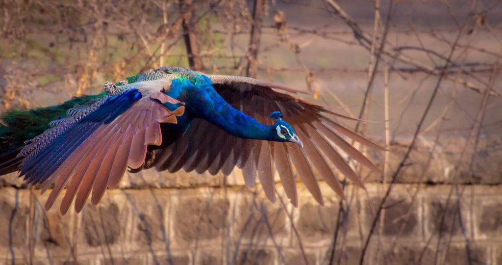 Close-up of peacock flying.