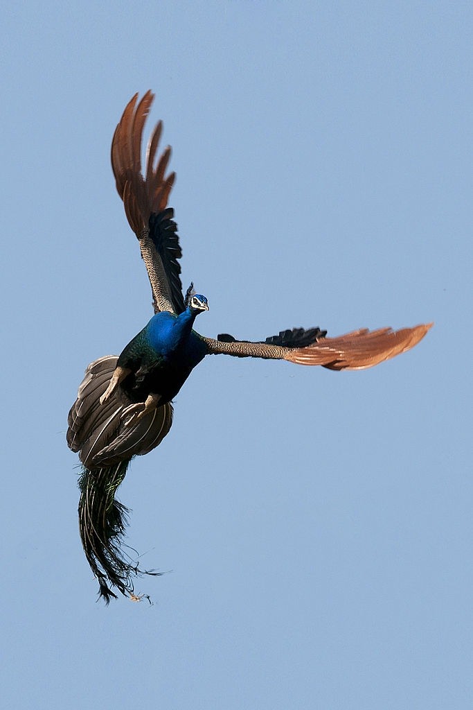 The Flying Peacock.