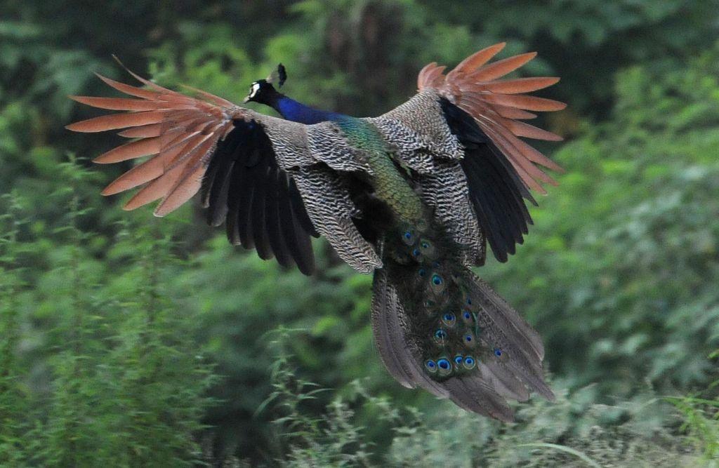 A peacock in flight spotted at Sports Complex Sector 42 during monsoon season.