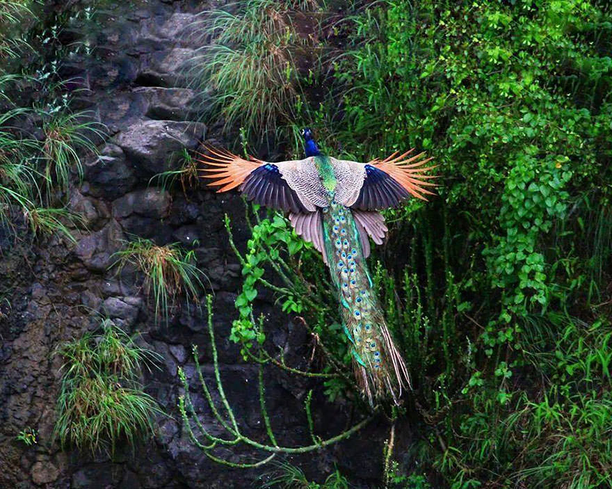 The Flying Peacock.