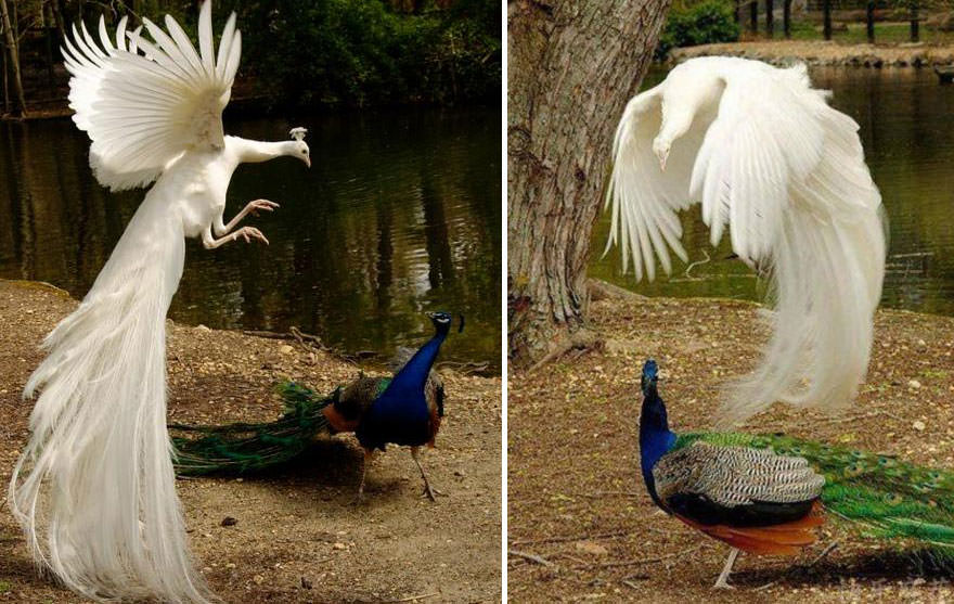 White Peacock flying.