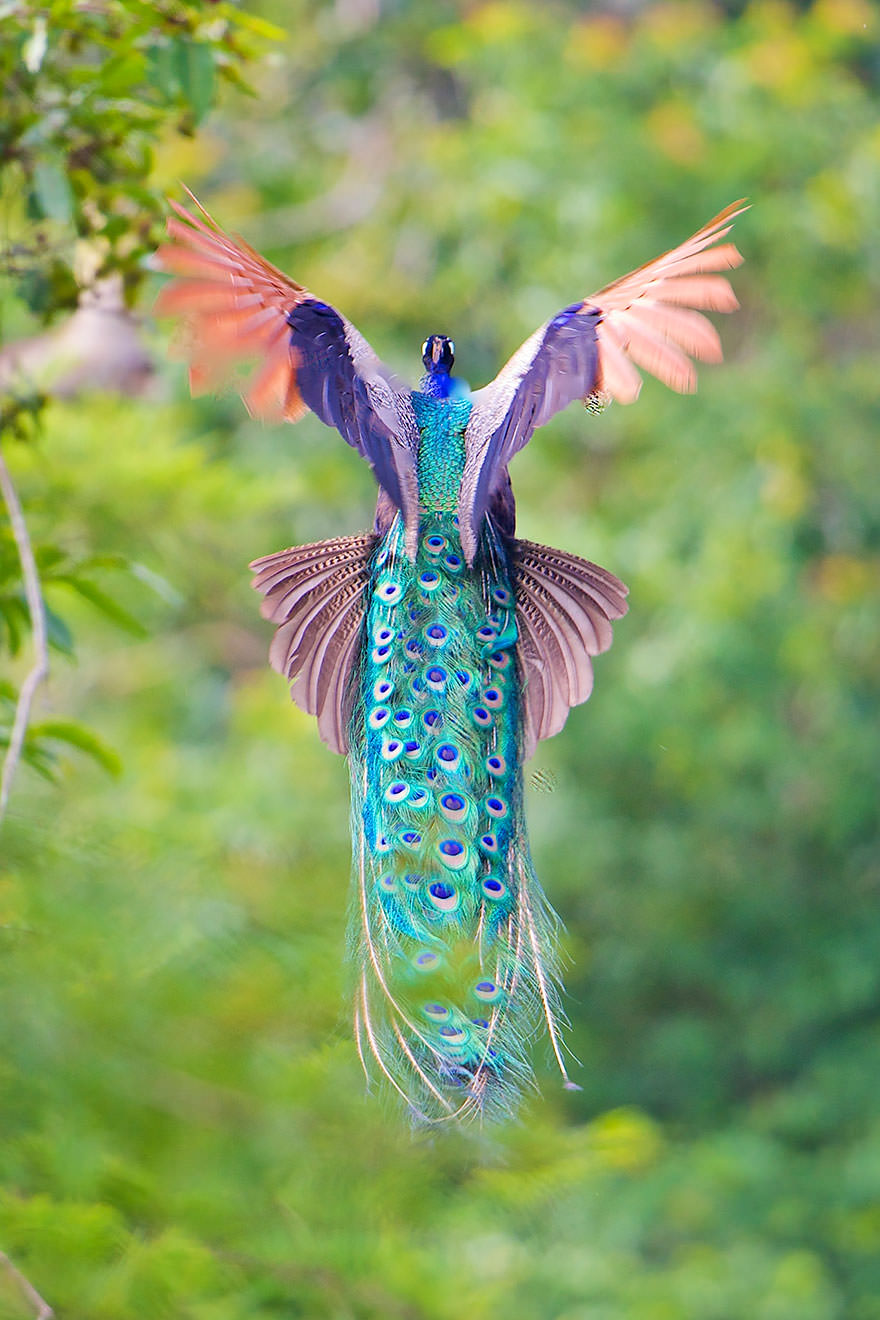 The Flying Peacock