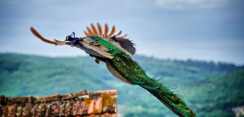 Low Angle view of Peacock Flying.
