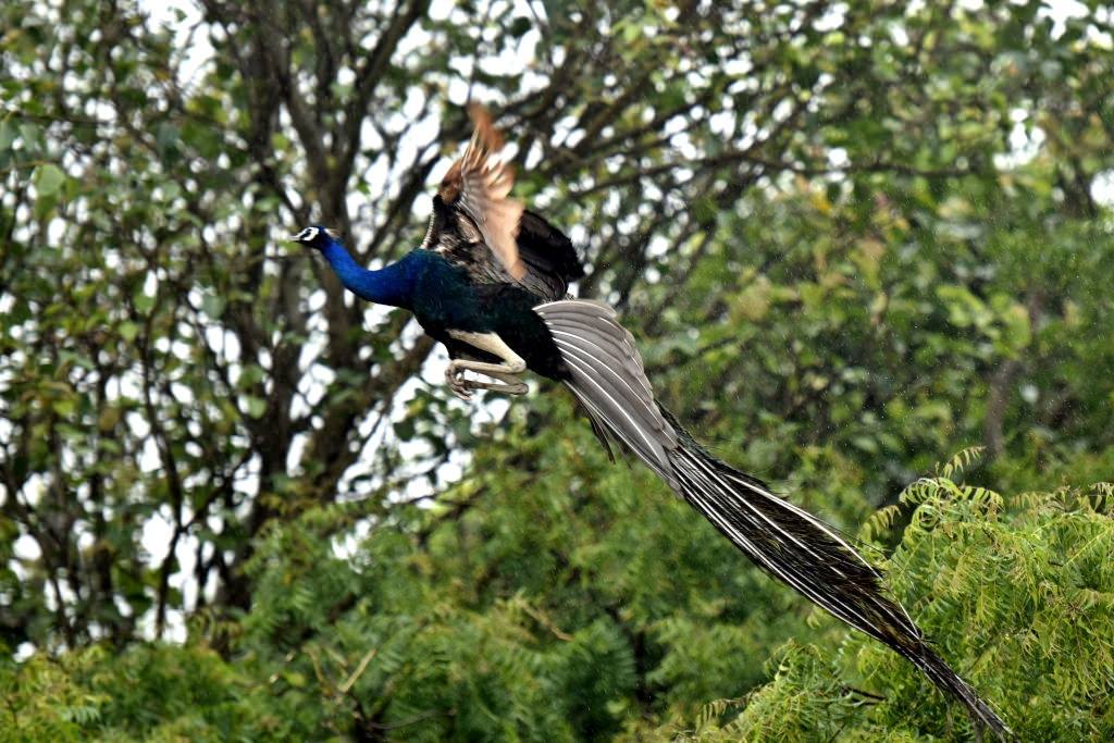 A peacock takes a flight at the National Zoological Park in New Delhi.
