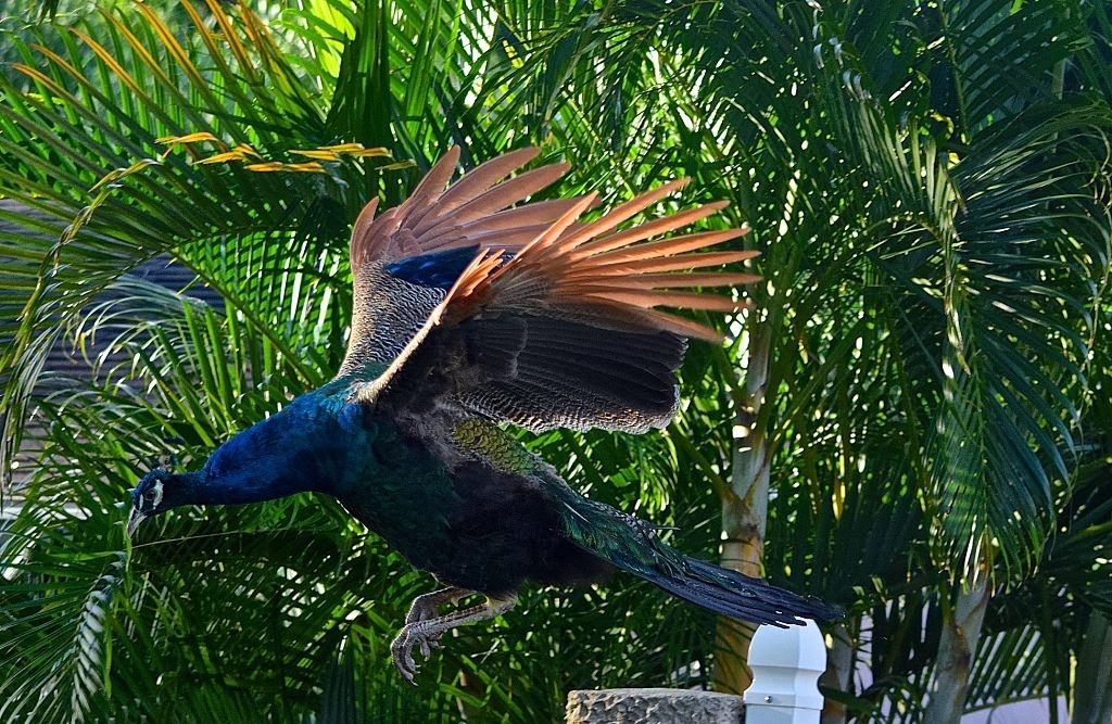 A peacock takes flight amid rain showers.