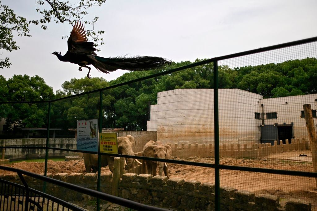 A peacock jumps and flies to a tree branch at Wuhan Zoo in Wuhan.