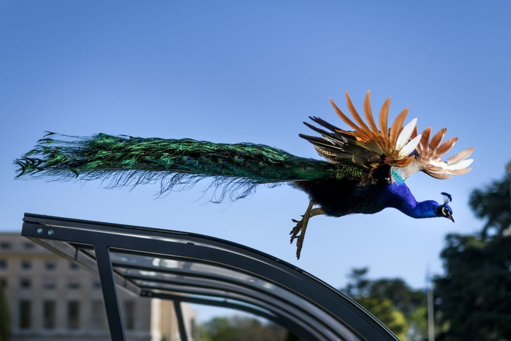 One of the famous peacocks of the United Nations Offices in Geneva flies down from a bicycle shed.
