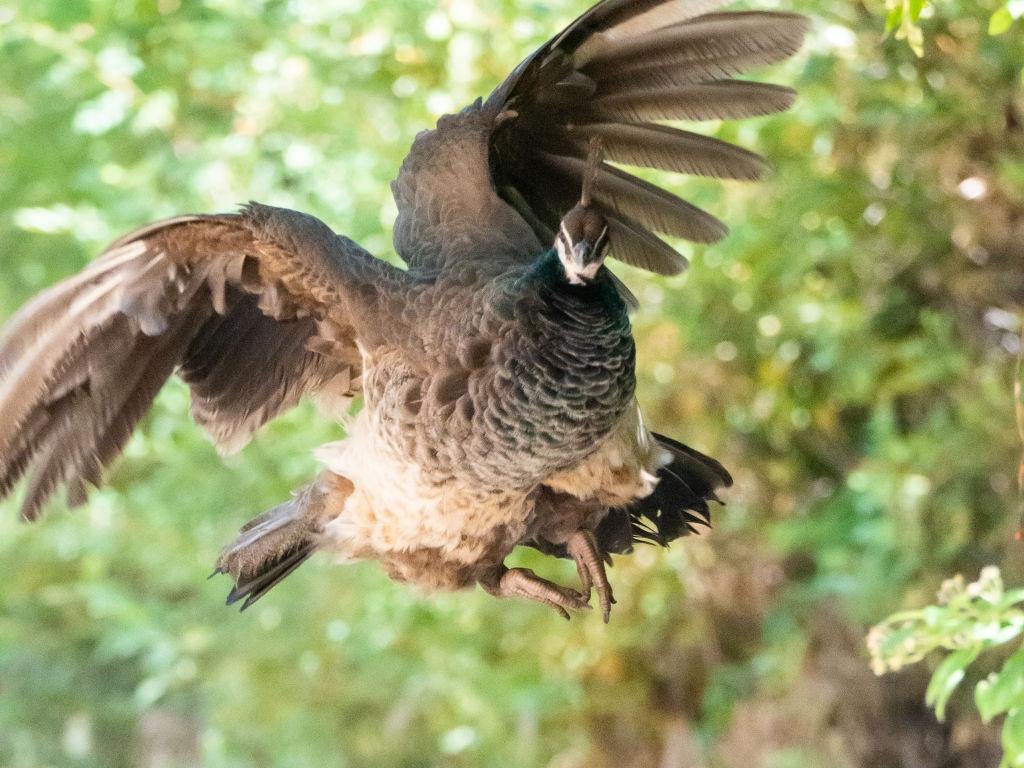 Wild peahen flying and flapping wings on Boise River Greenbelt in the morning of summer season.