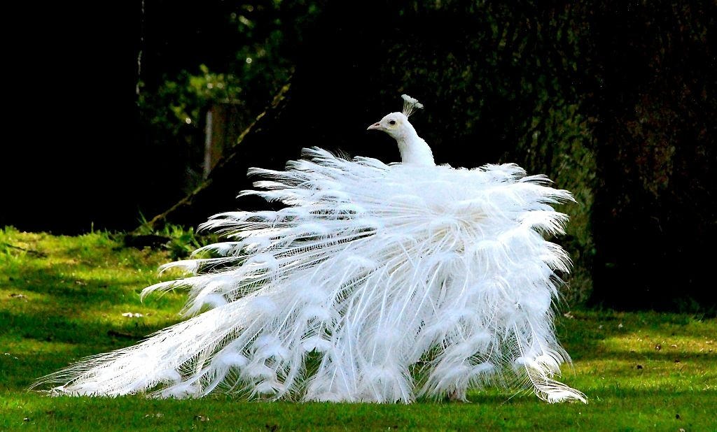 White Peacock in Forest.