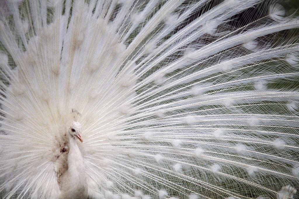White peafowl.