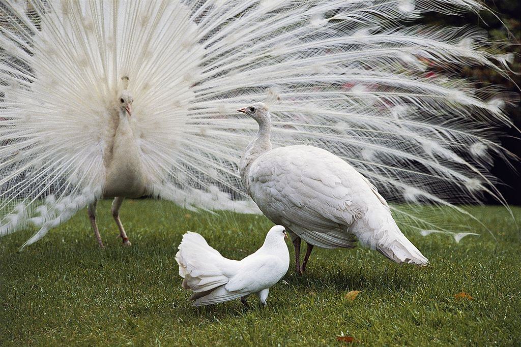 White Indian peafowls in Italy.
