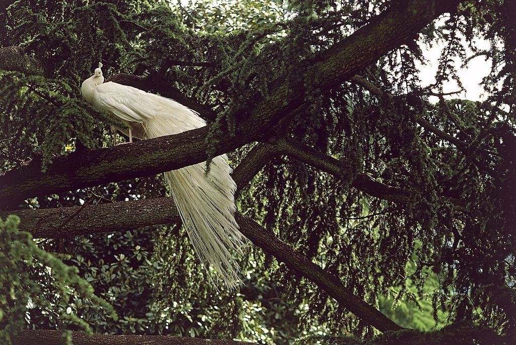 White peacock on the tree.