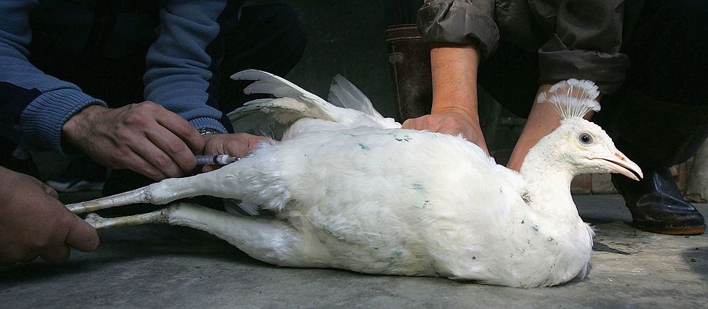 Veterinarians inject bird flu to a white peacock.