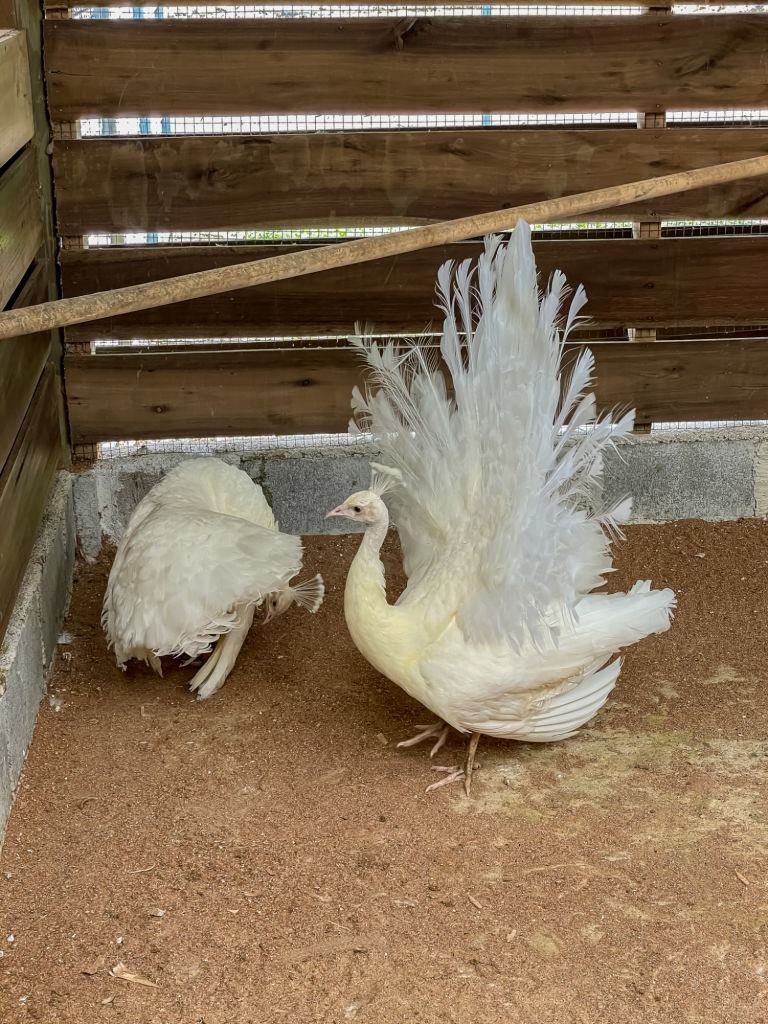 Beautiful royal white peacock on a barn.