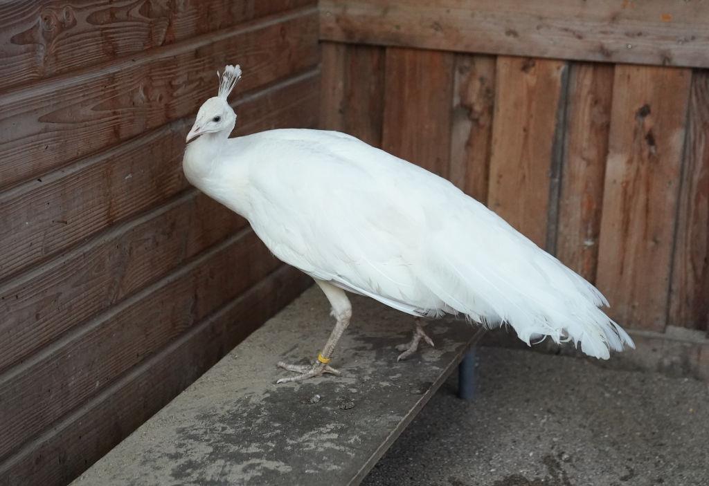 A white peacock stands in an aviary at the Hamburg animal shelter.