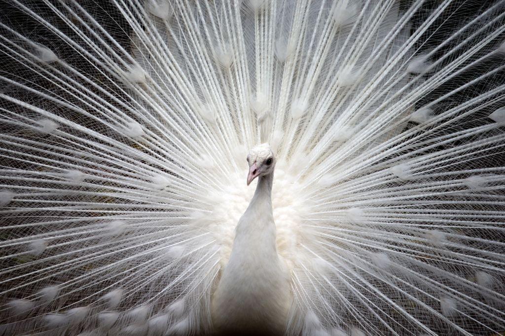 Peacock White Beauty.