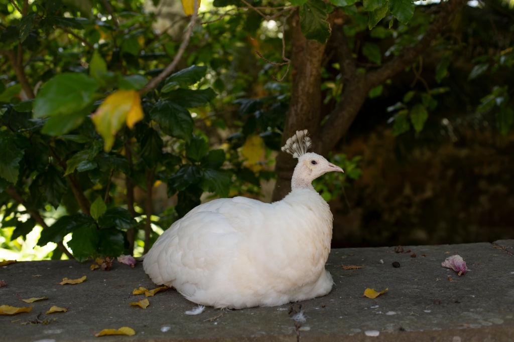 Female white peacock.