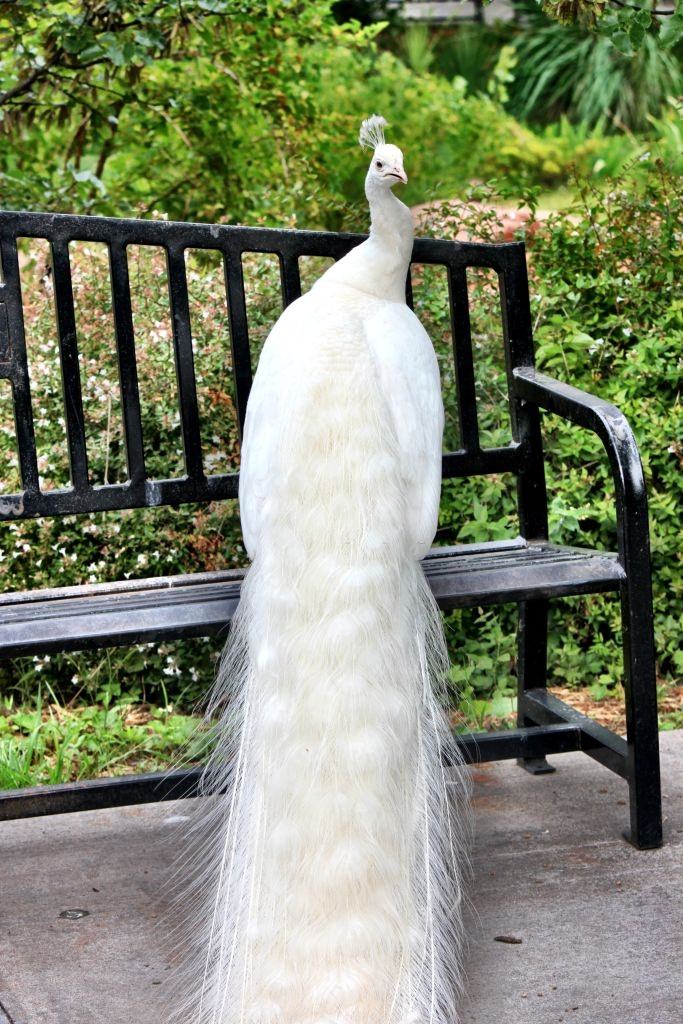 Rear view of white peacock.
