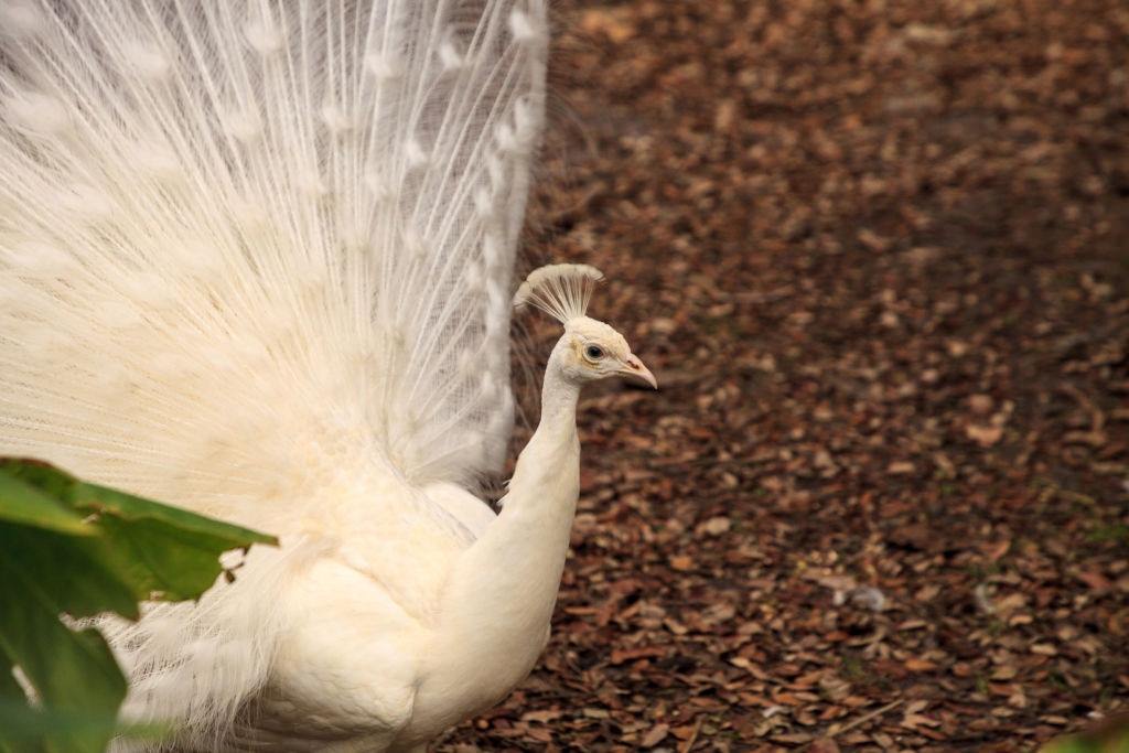 White Peacock Pavo Albus Bird with its Feathers spread out.