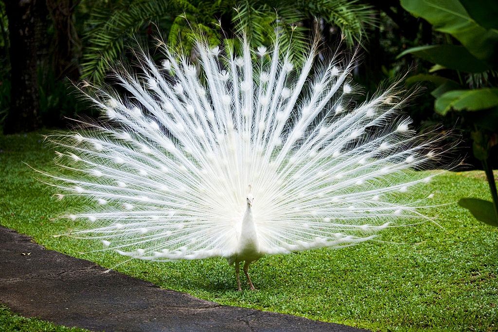 Elegant white peacock showing off its feathers.