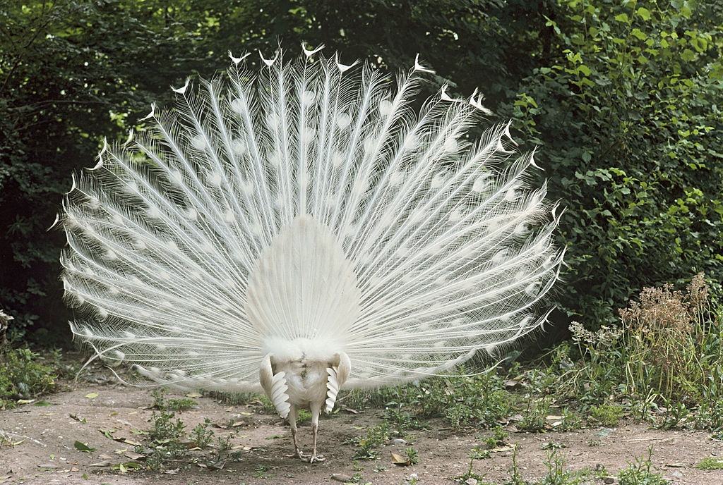 White peacock.